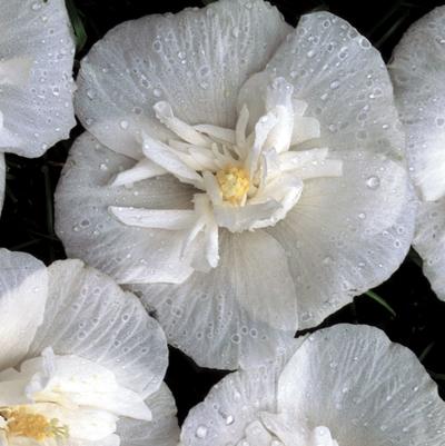 Hibiscus syriacus White Chiffon®