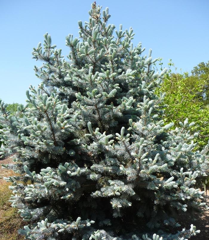 Picea pungens Hoopsii