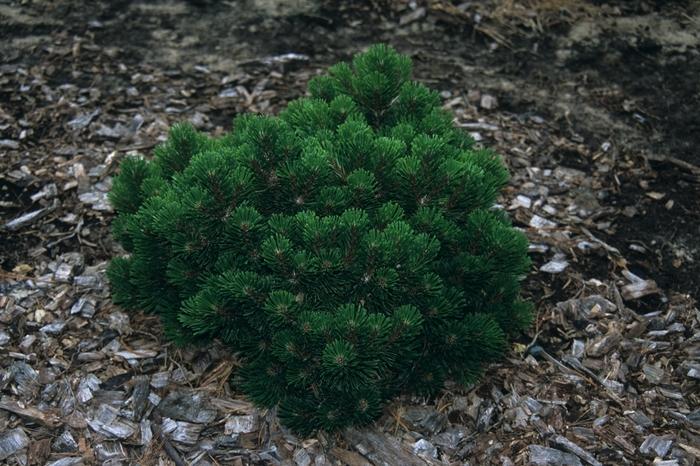 Pinus mugo Sherwood Compact