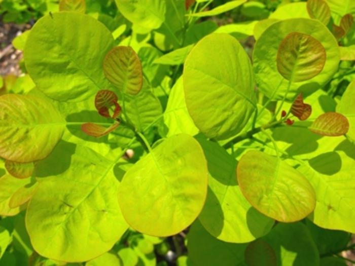 Cotinus coggygria Golden Spirit