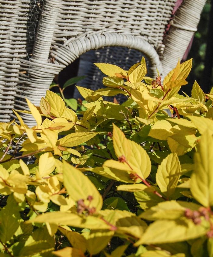 Spiraea x bumalda Limemound®