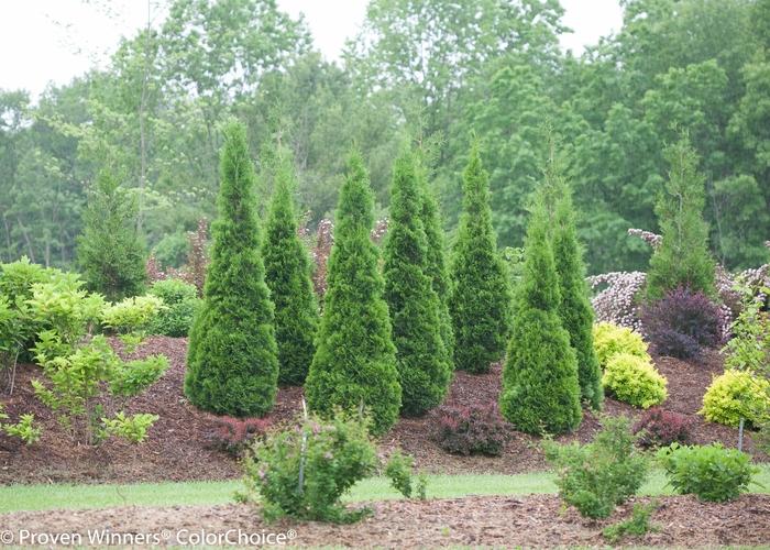 Thuja occidentalis North Pole®
