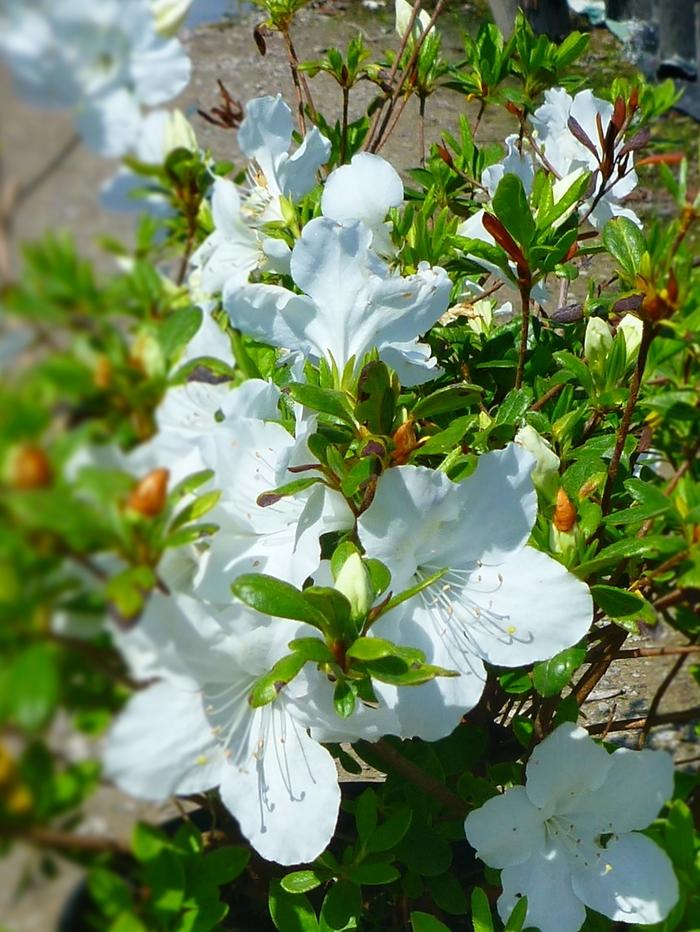 Azalea Girard hybrid Girard's Pleasant White