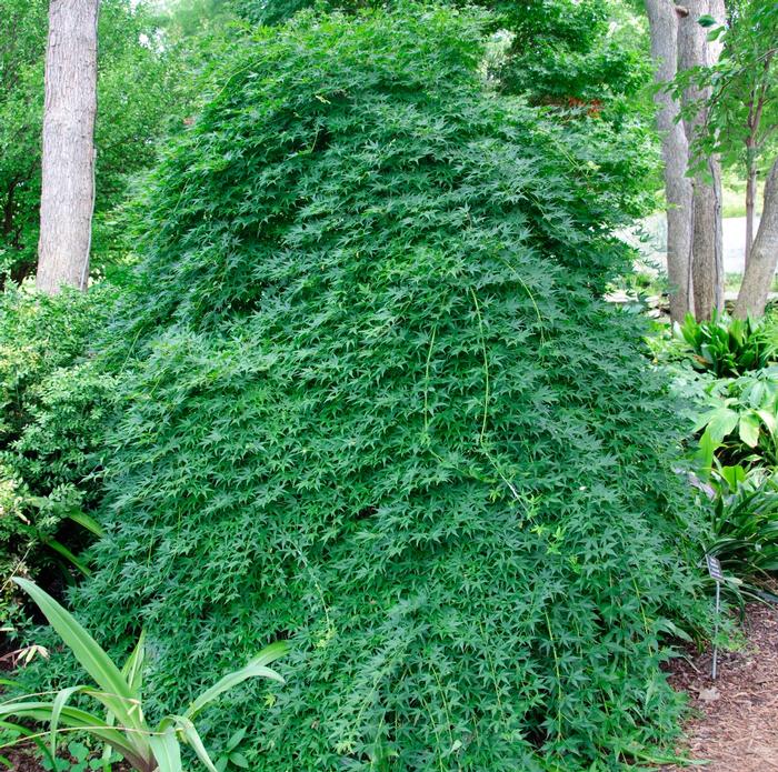 Acer palmatum Ryusen