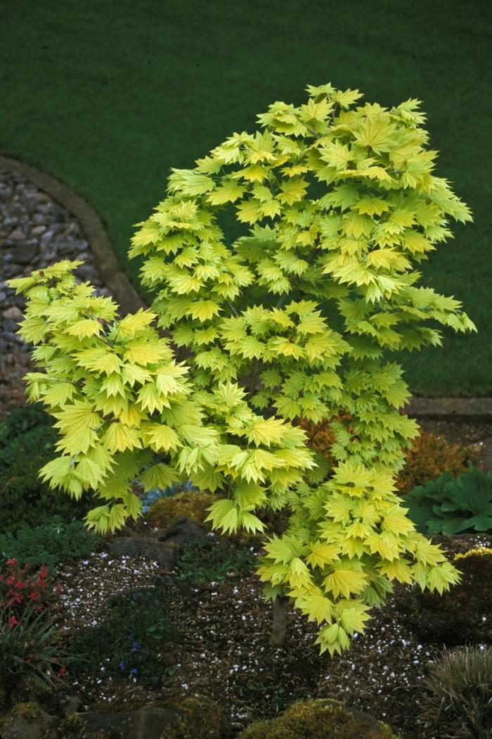 Acer shirasawanum Aureum