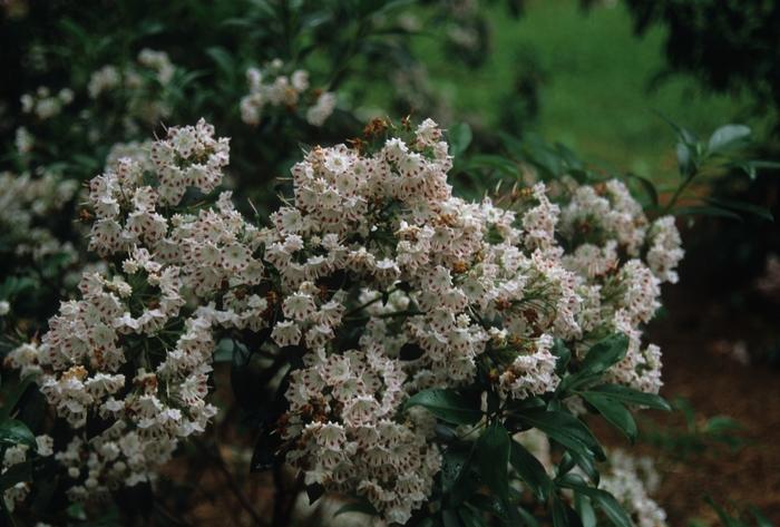 Kalmia latifolia Freckles