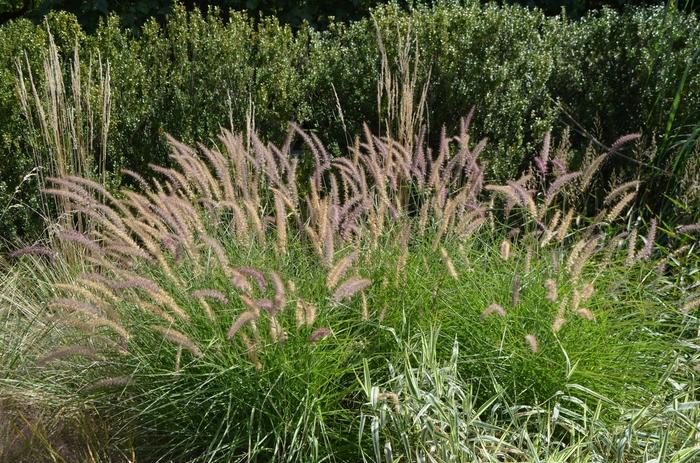 Pennisetum orientale Karley Rose