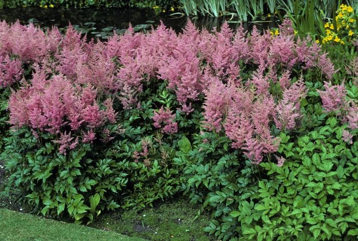 Astilbe japonica Rheinland