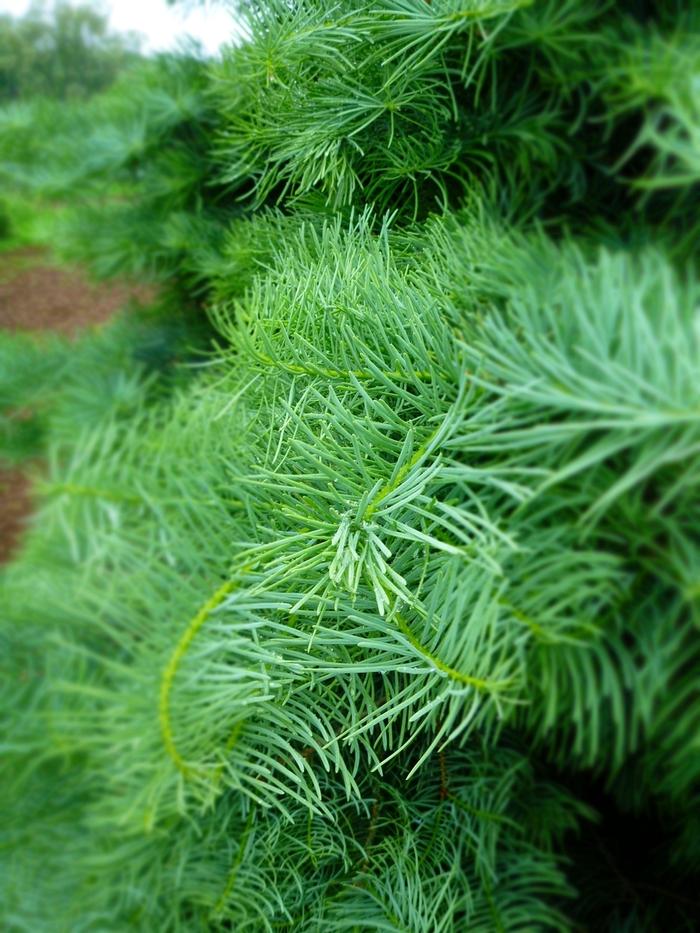 Abies concolor 