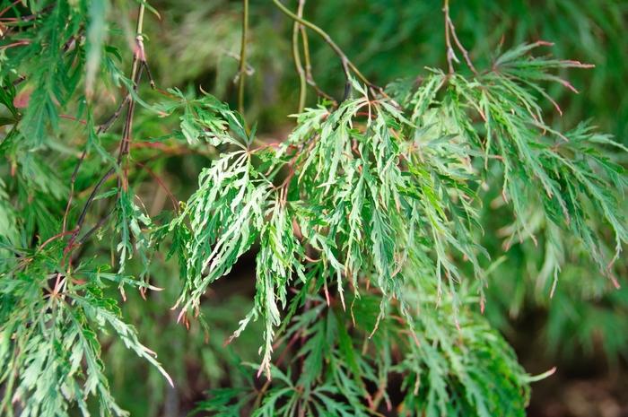 Acer palmatum var. dissectum Inaba Shidare