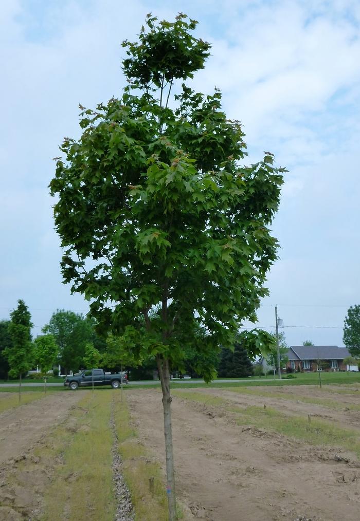 Acer saccharum Fall Fiesta