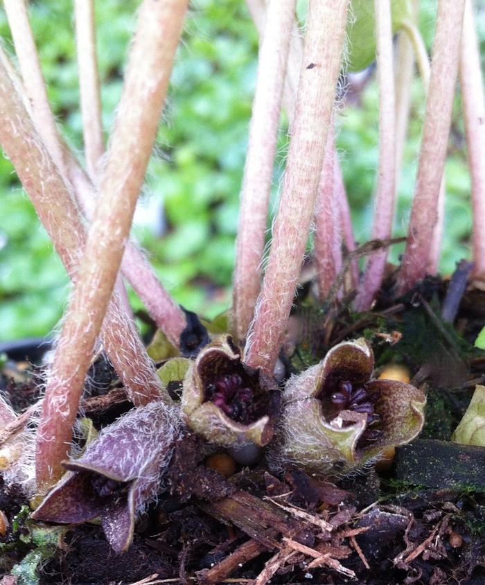 Asarum europaeum 