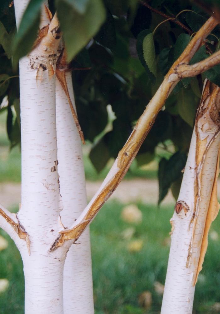 Betula utilis var. jacquemontii 