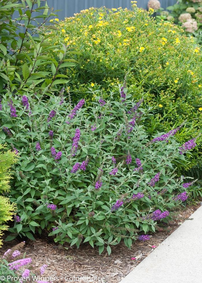 Buddleia davidii Miss Violet