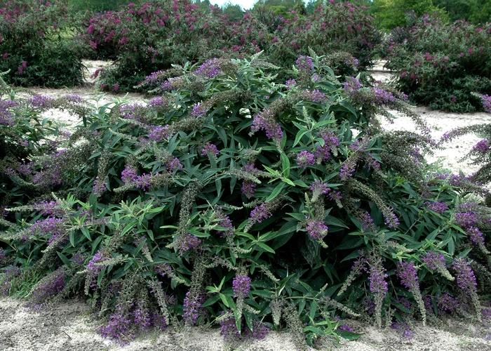 Buddleia Lo & Behold® Purple Haze