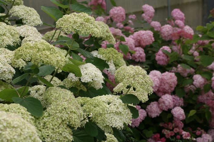 Hydrangea arborescens Lime Rickey®