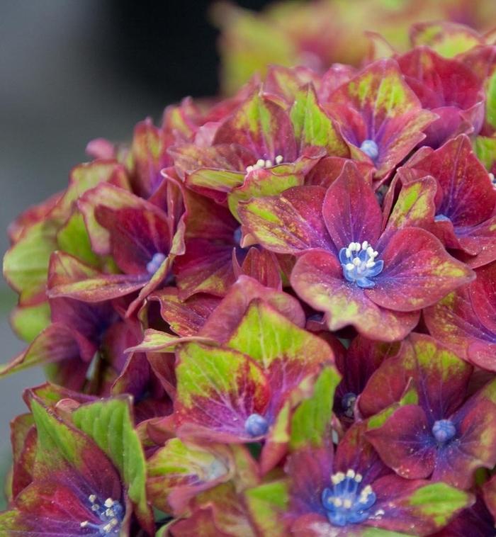 Hydrangea macrophylla Pistachio