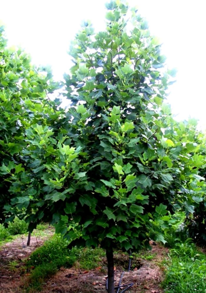 Liriodendron tulipfera 