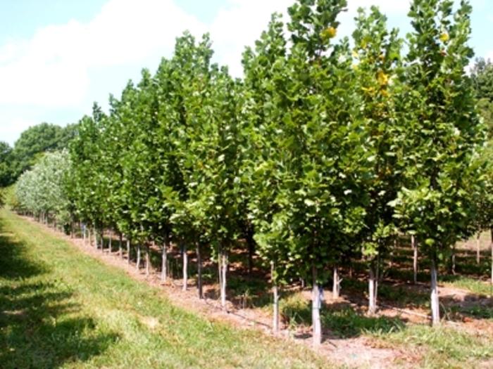 Liriodendron tulipifera Fastigiatum ('Arnold')