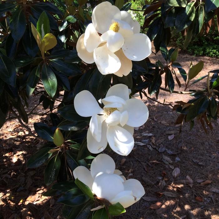 Magnolia grandiflora Little Gem