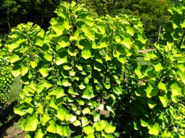 Cotinus coggygria Golden Spirit