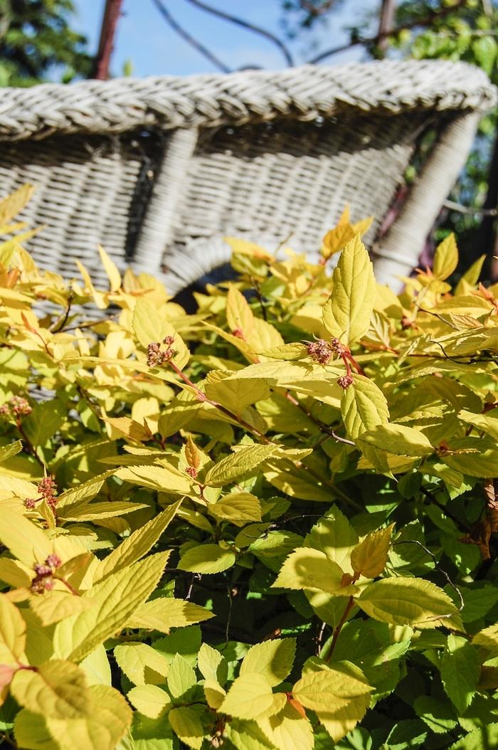 Spiraea x bumalda Limemound®