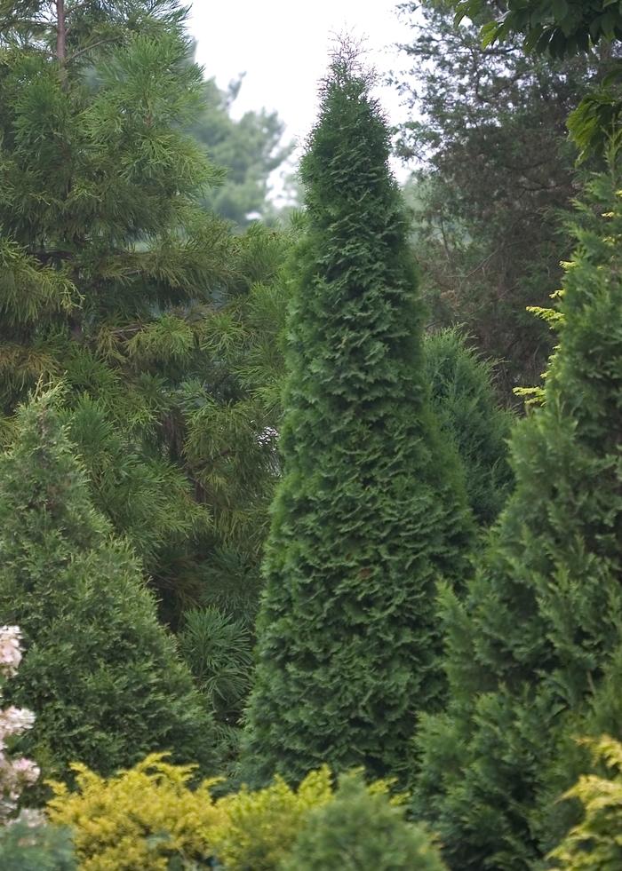 Thuja occidentalis North Pole®
