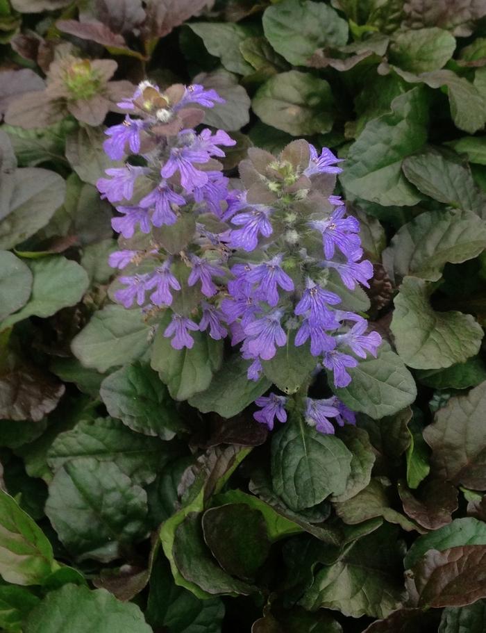 Ajuga reptans Bronze Beauty