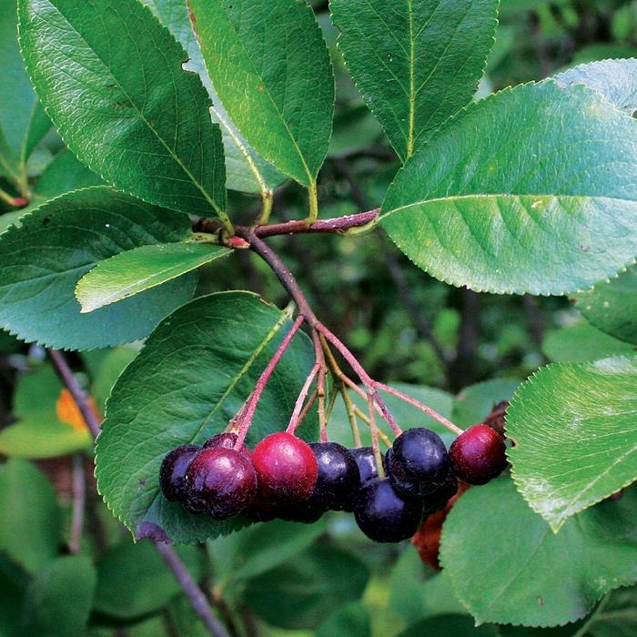 Aronia melanocarpa Viking