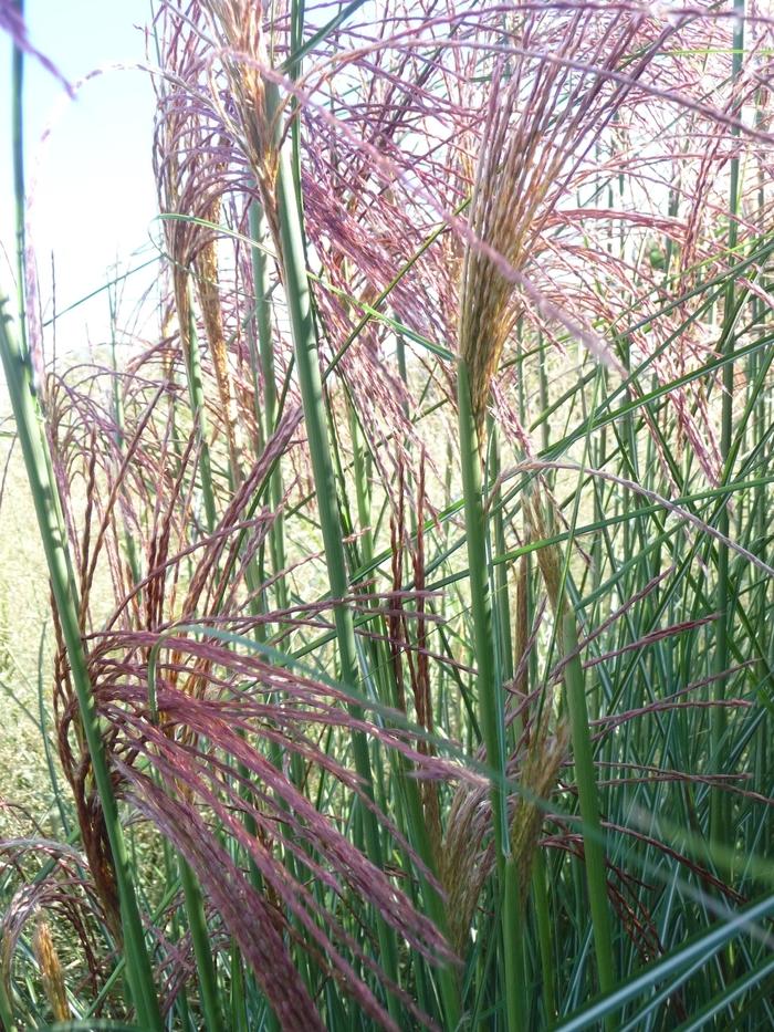 Miscanthus sinensis Gracillimus