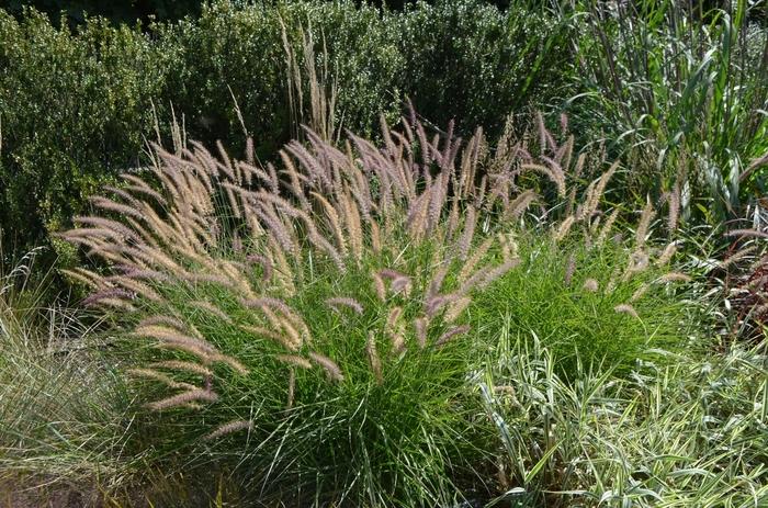 Pennisetum orientale Karley Rose