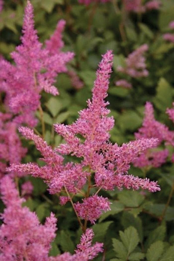 Astilbe japonica Rheinland