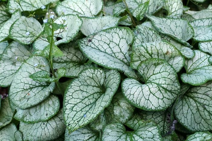 Brunnera macrophylla Jack Frost