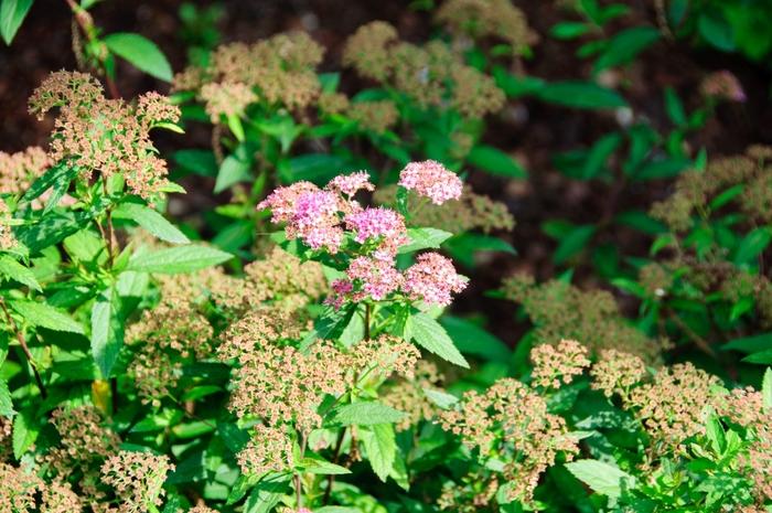 Spiraea japonica Shirobana