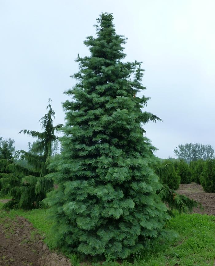 Abies concolor 