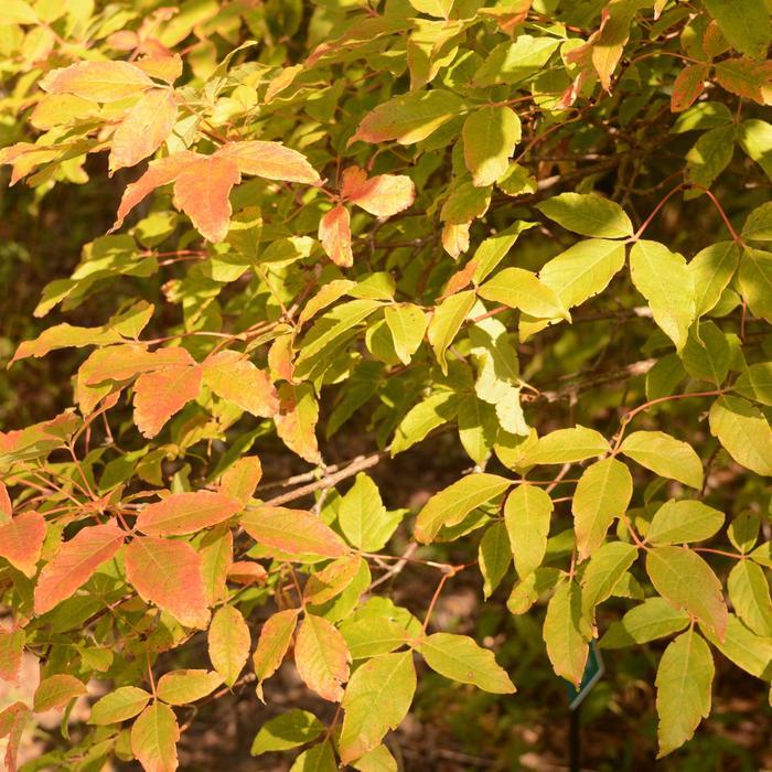 Acer griseum 