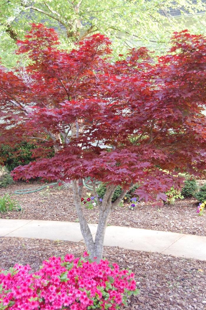 Acer palmatum Bloodgood