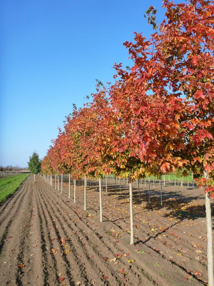 Acer saccharum Fall Fiesta