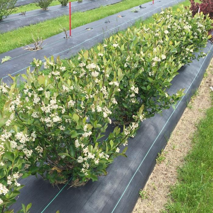 Aronia melanocarpa Low Scape Hedger® 'UCONNAM166'