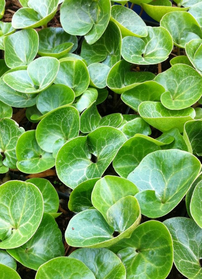 Asarum europaeum 