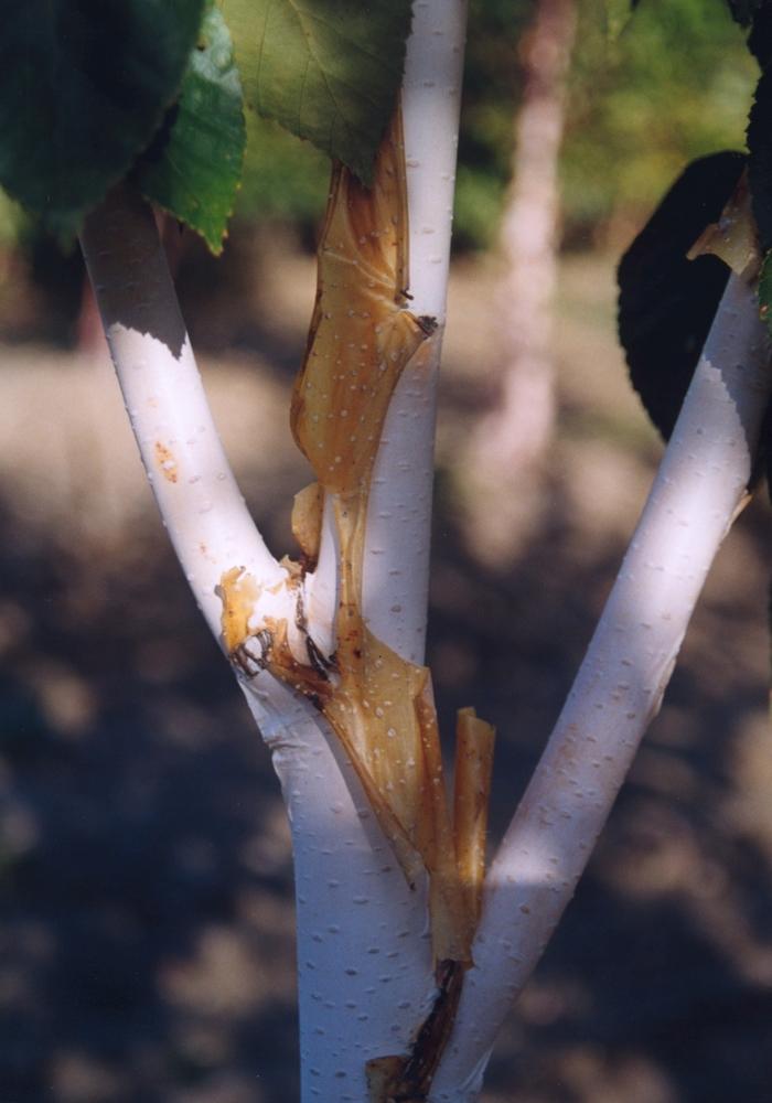 Betula utilis var. jacquemontii 