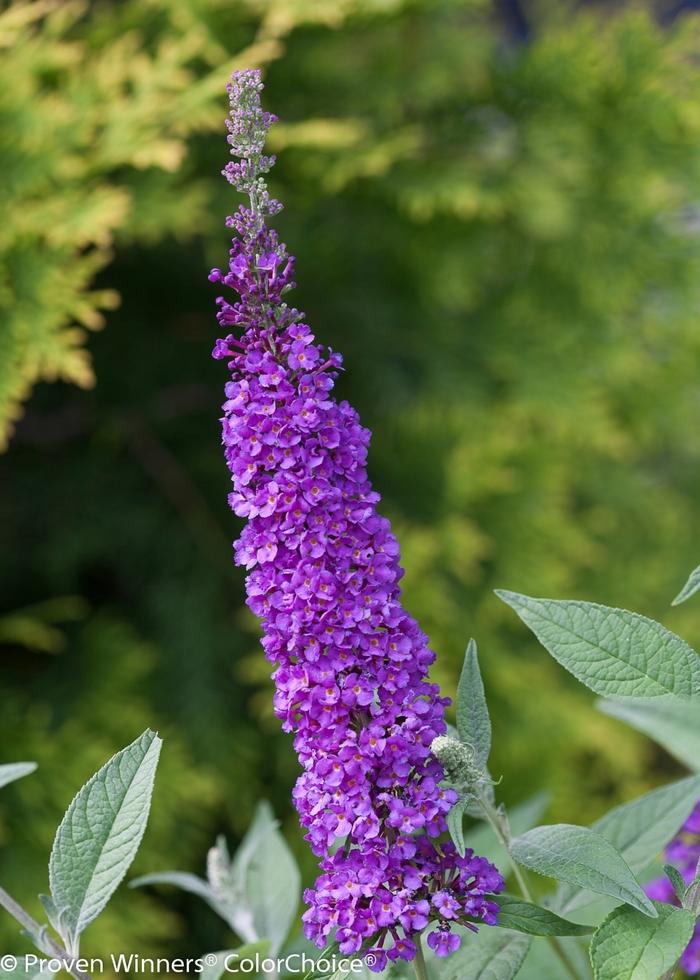 Buddleia davidii Miss Violet