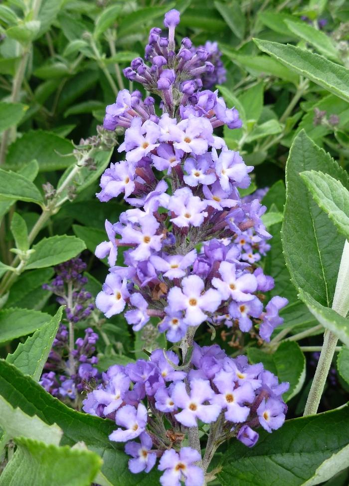 Buddleia Flutterby Petite® Blue Heaven