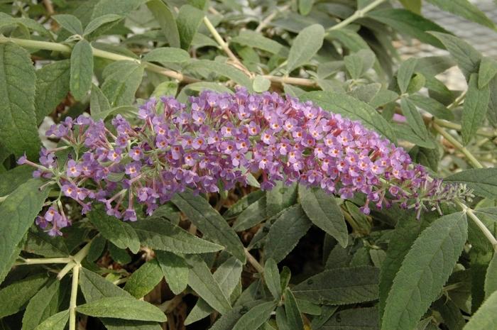 Buddleia Lo & Behold® Purple Haze