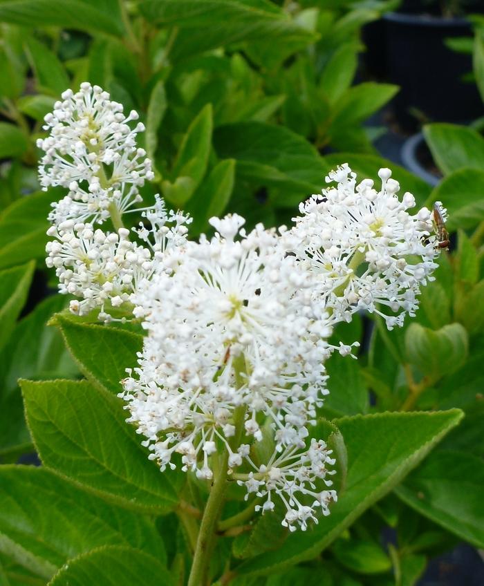 Ceanothus americanus 