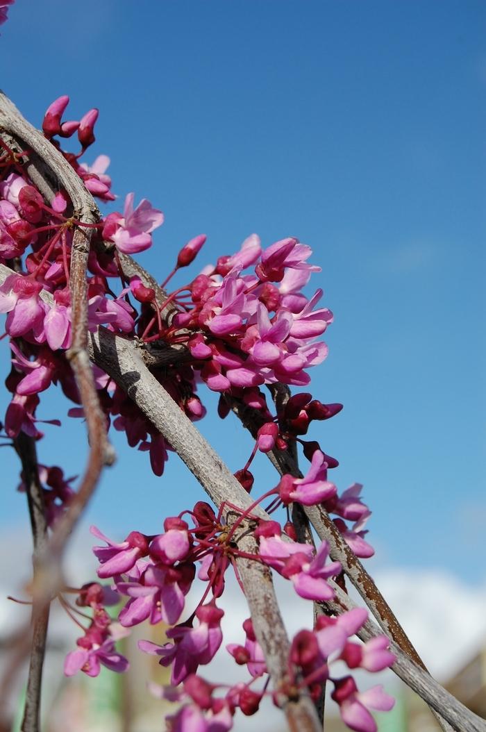 Cercis canadensis Lavender Twist®