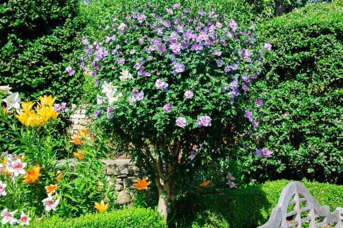 Hibiscus syriacus Ardens