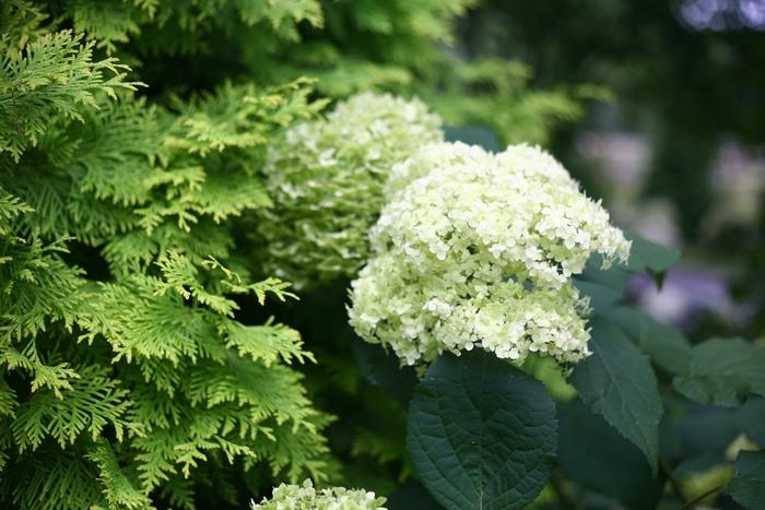 Hydrangea arborescens Lime Rickey®