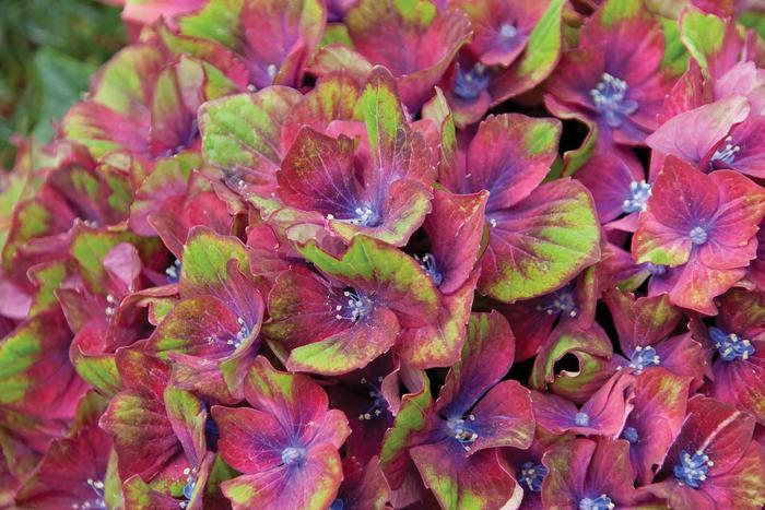 Hydrangea macrophylla Pistachio