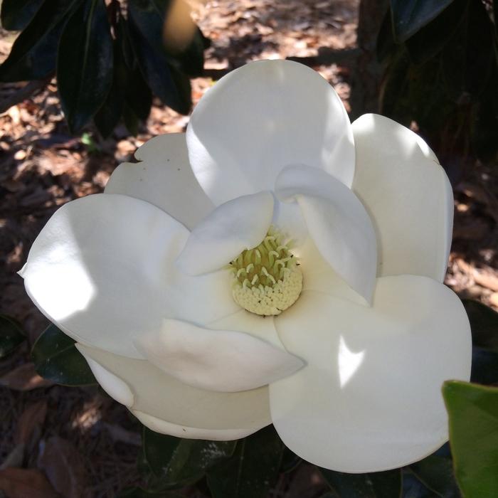 Magnolia grandiflora Little Gem